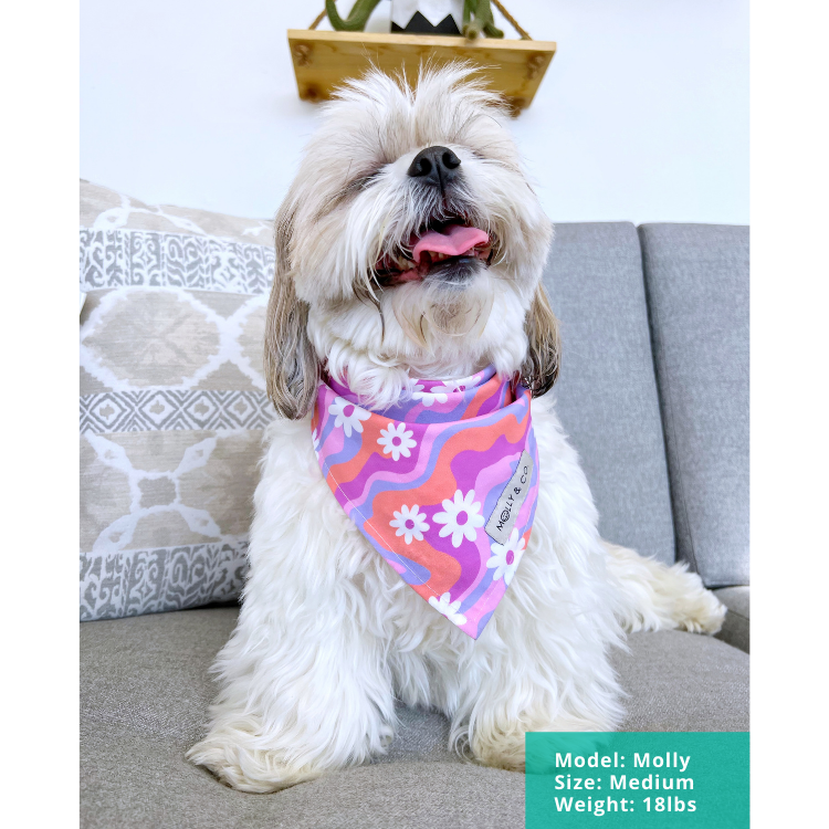 Daisy Dog Bandana Molly & Co.