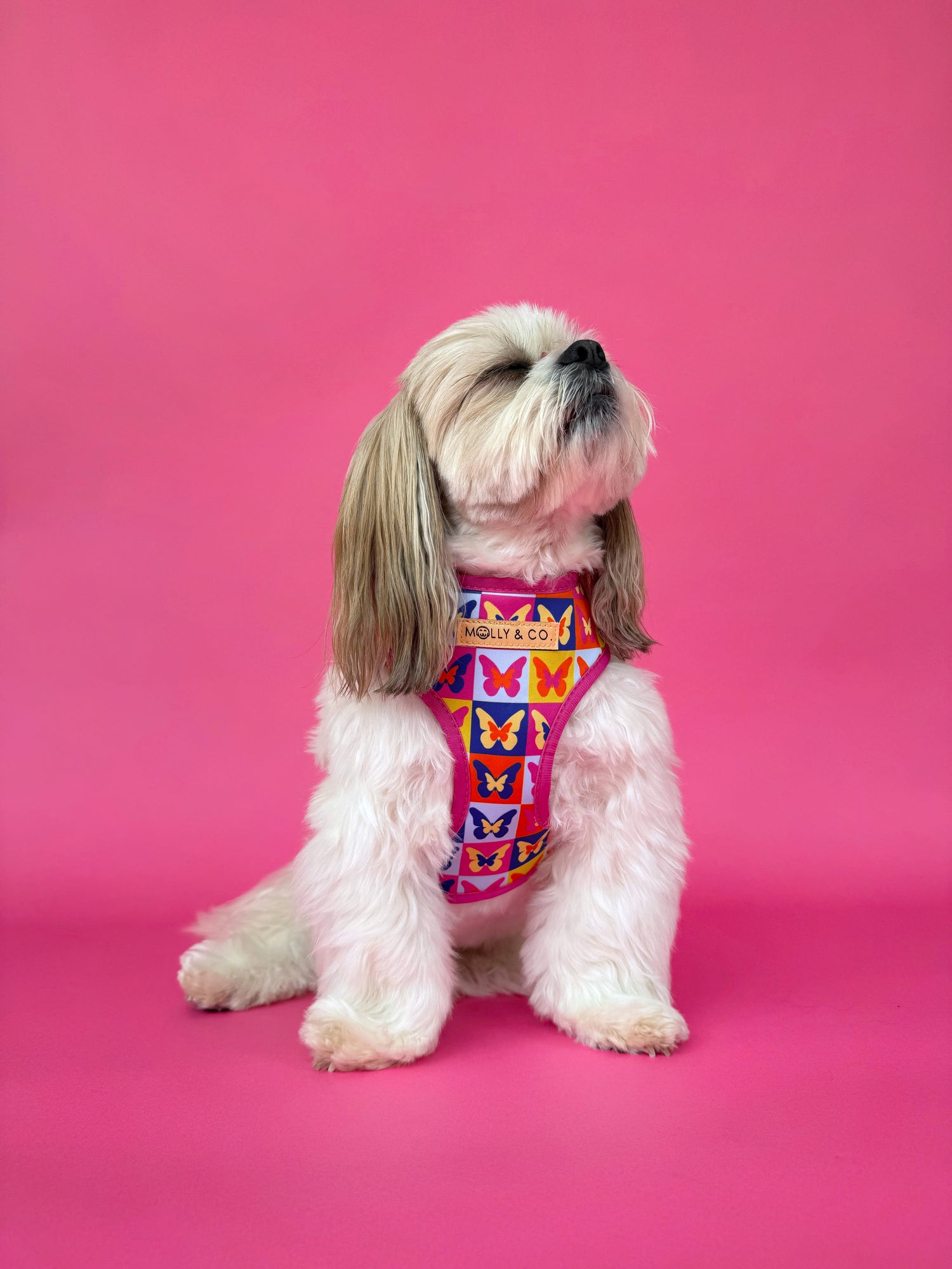 Mariposa - Reversible Dog Harness