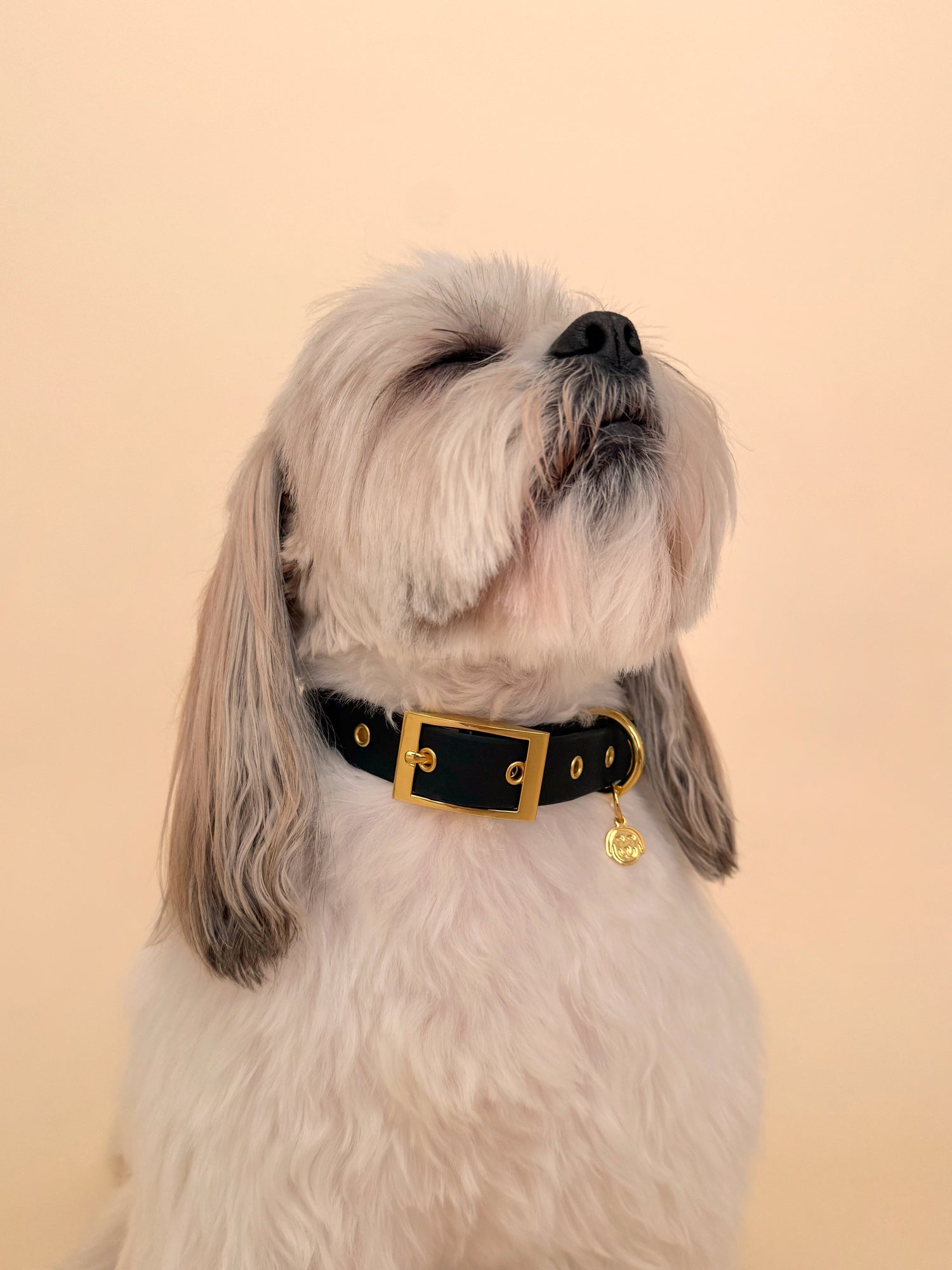 Midnight - Splashproof Dog Collar