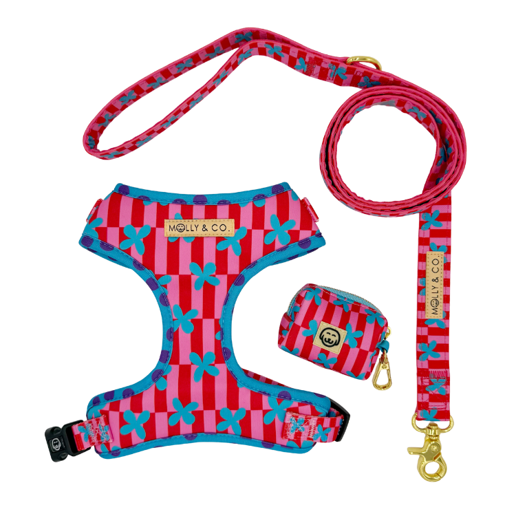 Supernova - Walking Bundle