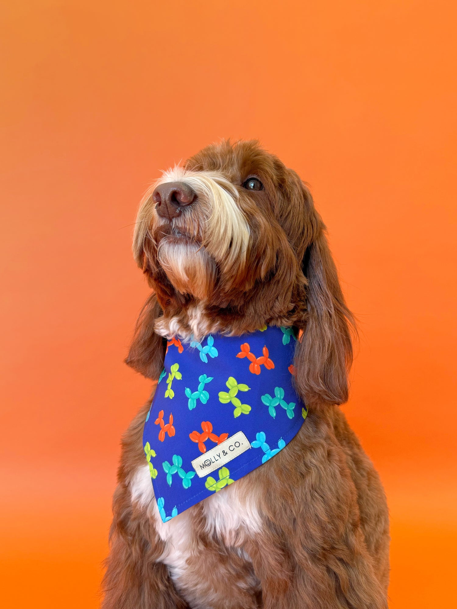 Neon Pop - Reversible Dog Bandana