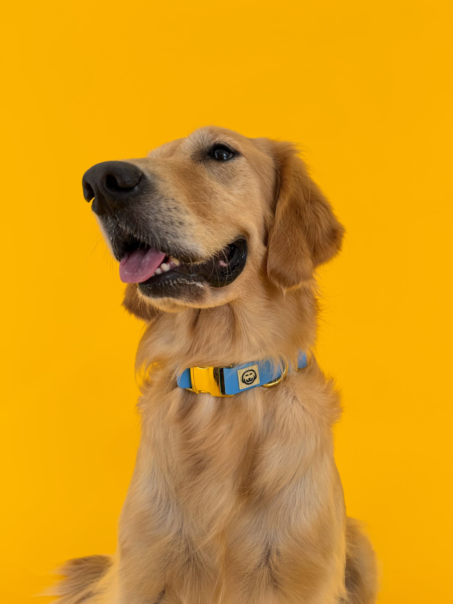 Seaside - Adjustable Splashproof Dog Collar