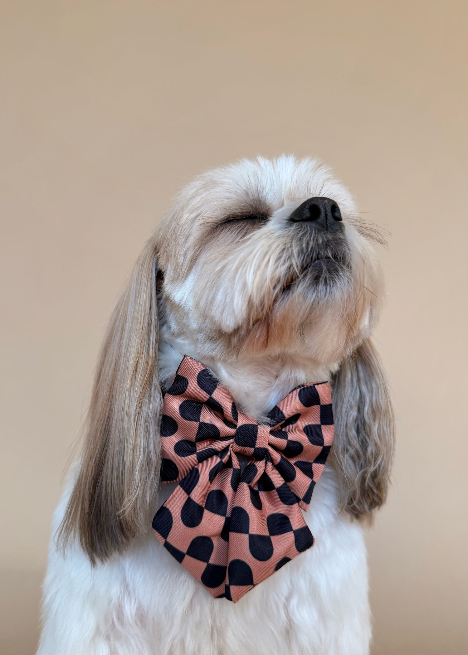 Moonrise - Dog Sailor Bowtie