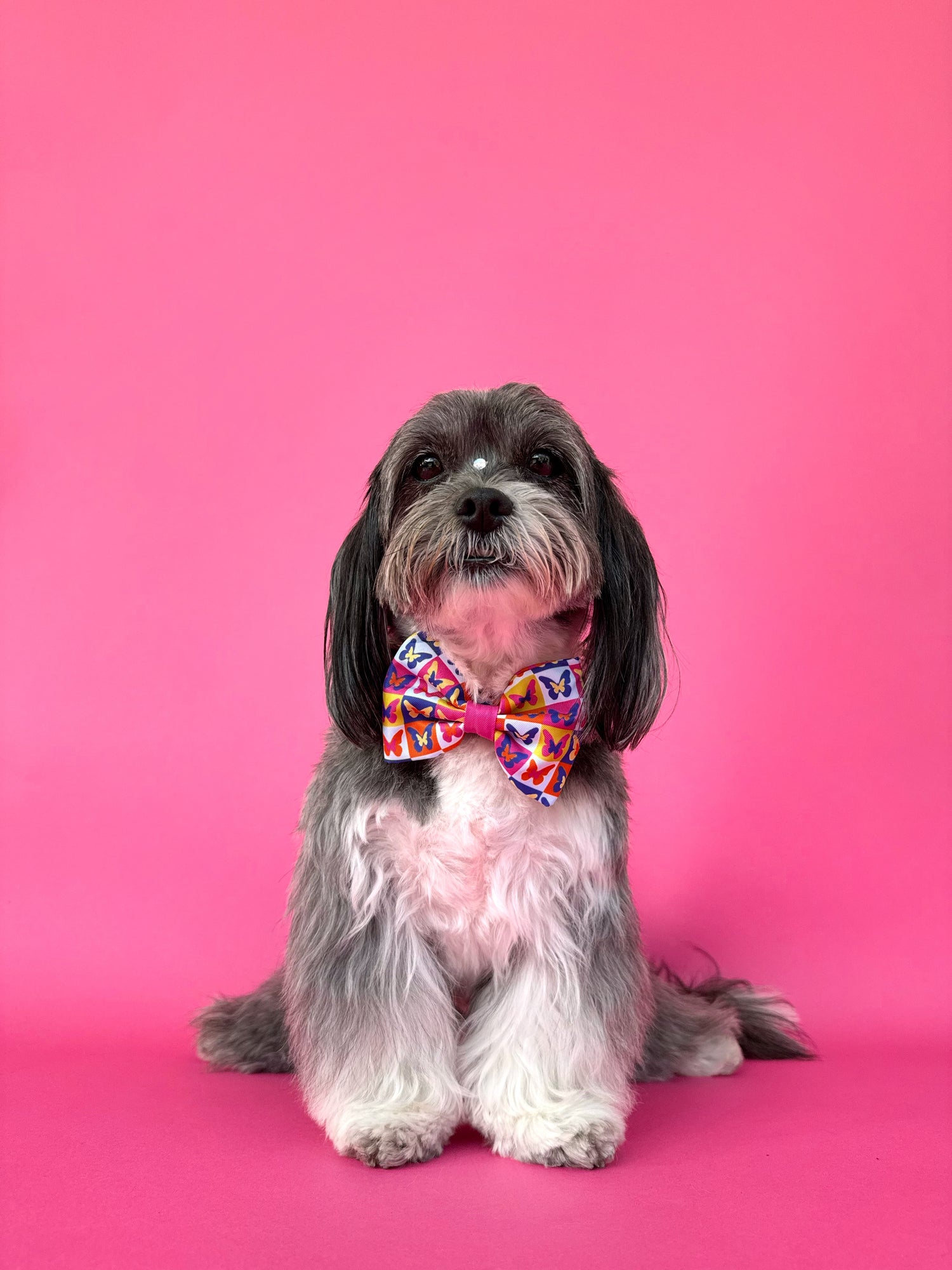Mariposa - Dog Bowtie