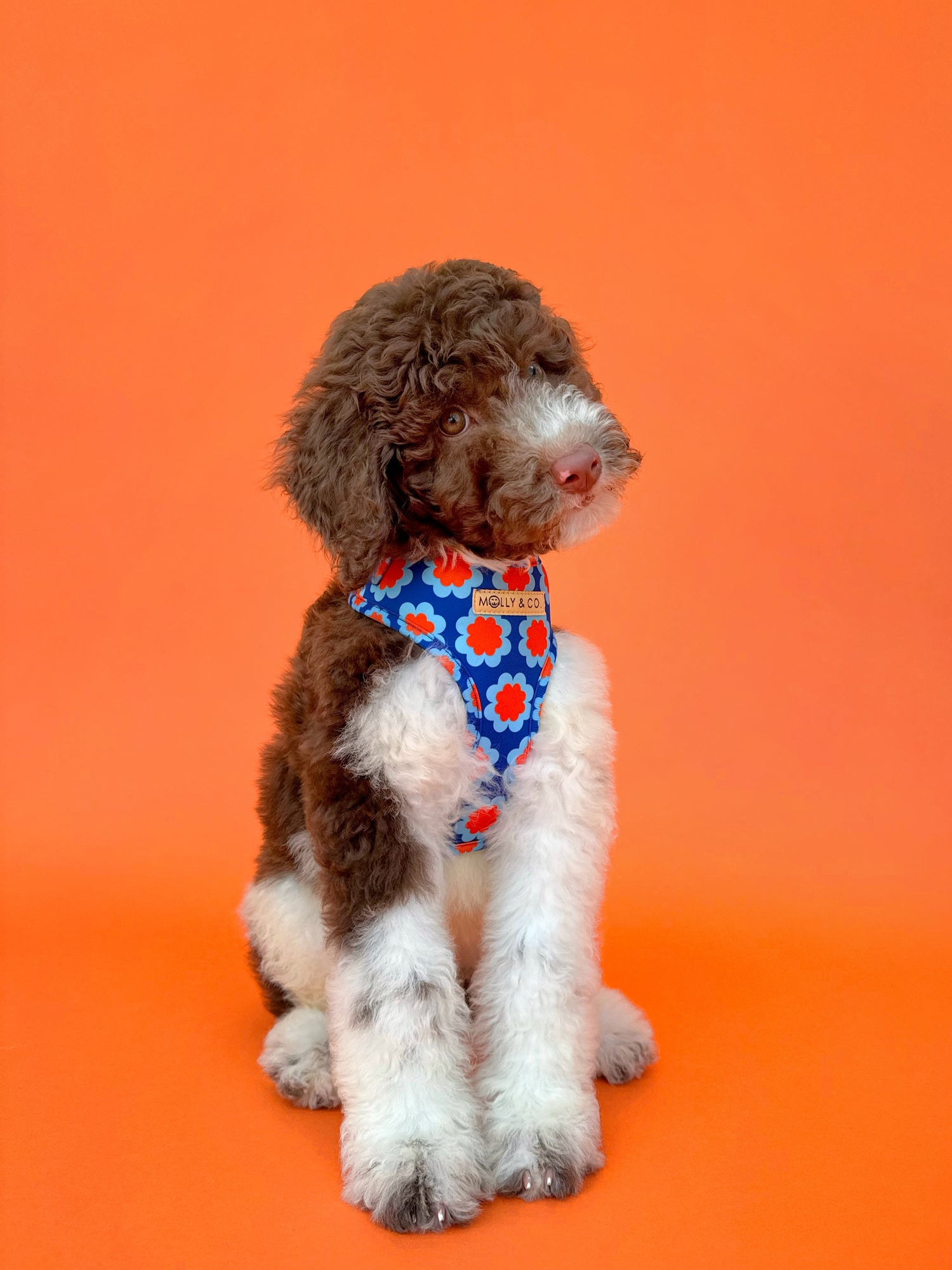 Sorrento - Adjustable Dog Harness