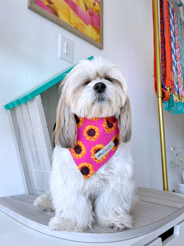 Sunflowers - Reversible Dog Bandana