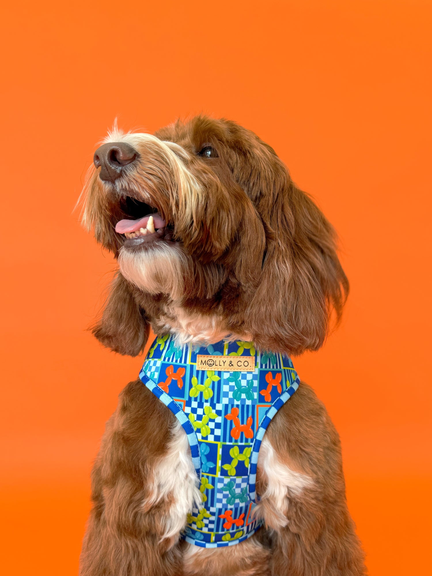 Neon Pop - Reversible Dog Harness
