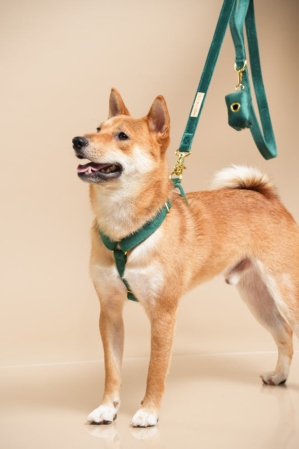 Emerald - Adjustable Strap Dog Harness