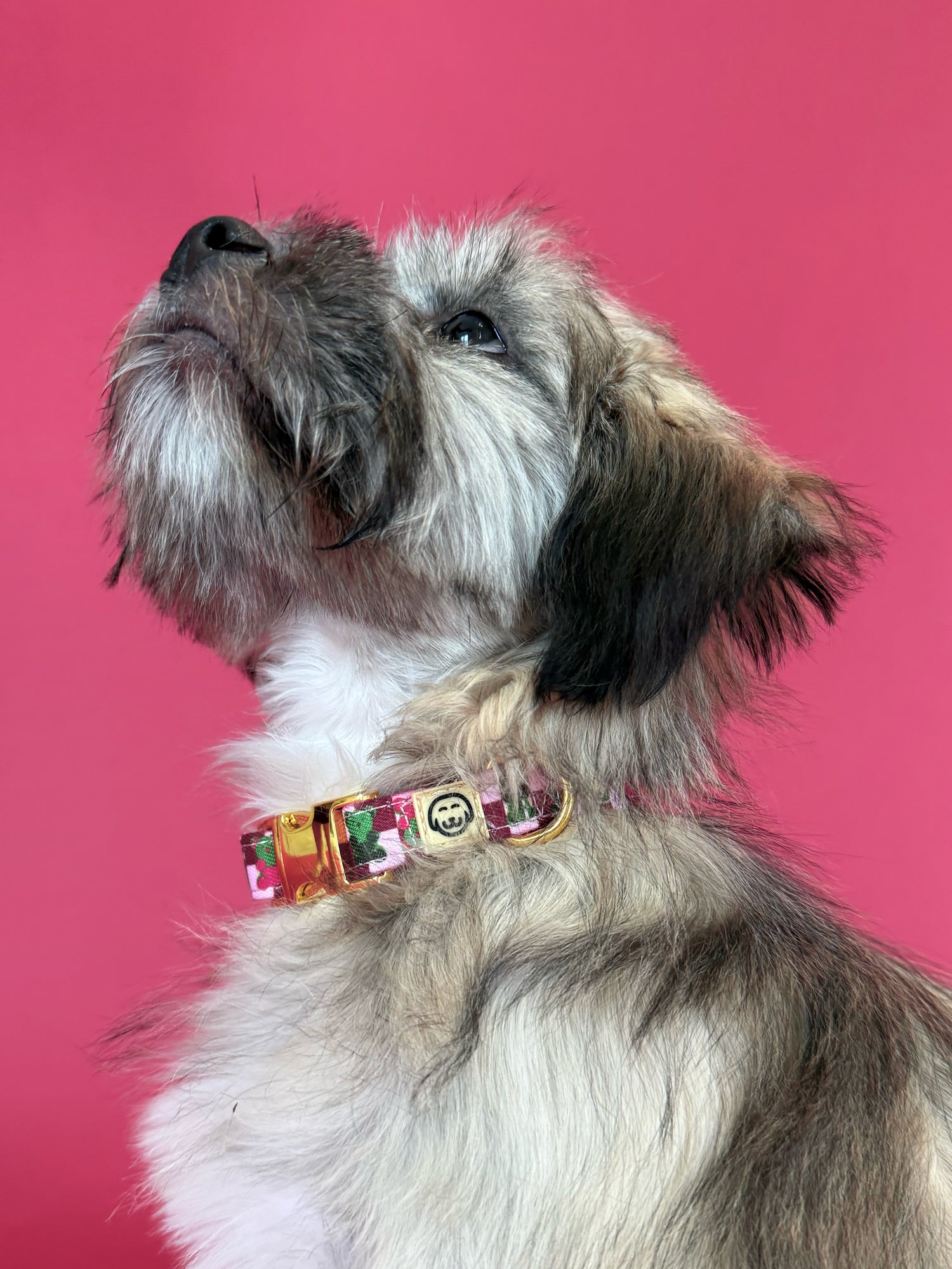 Gummy Bears - Dog Collar