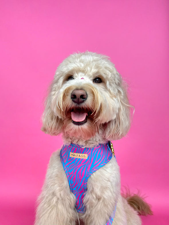 Malibu Doll - Adjustable Dog Harness