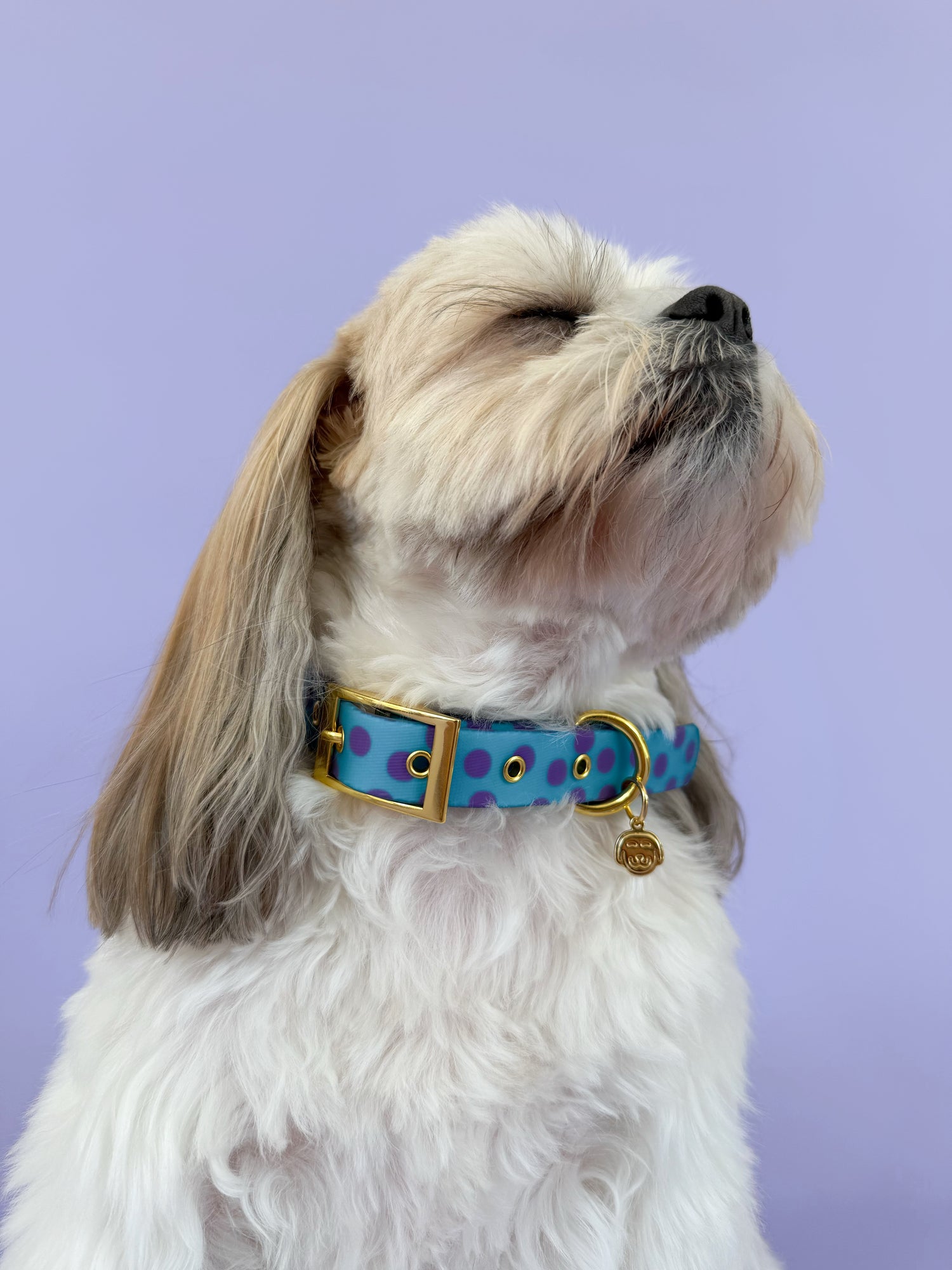 Supernova - Splashproof Dog Collar