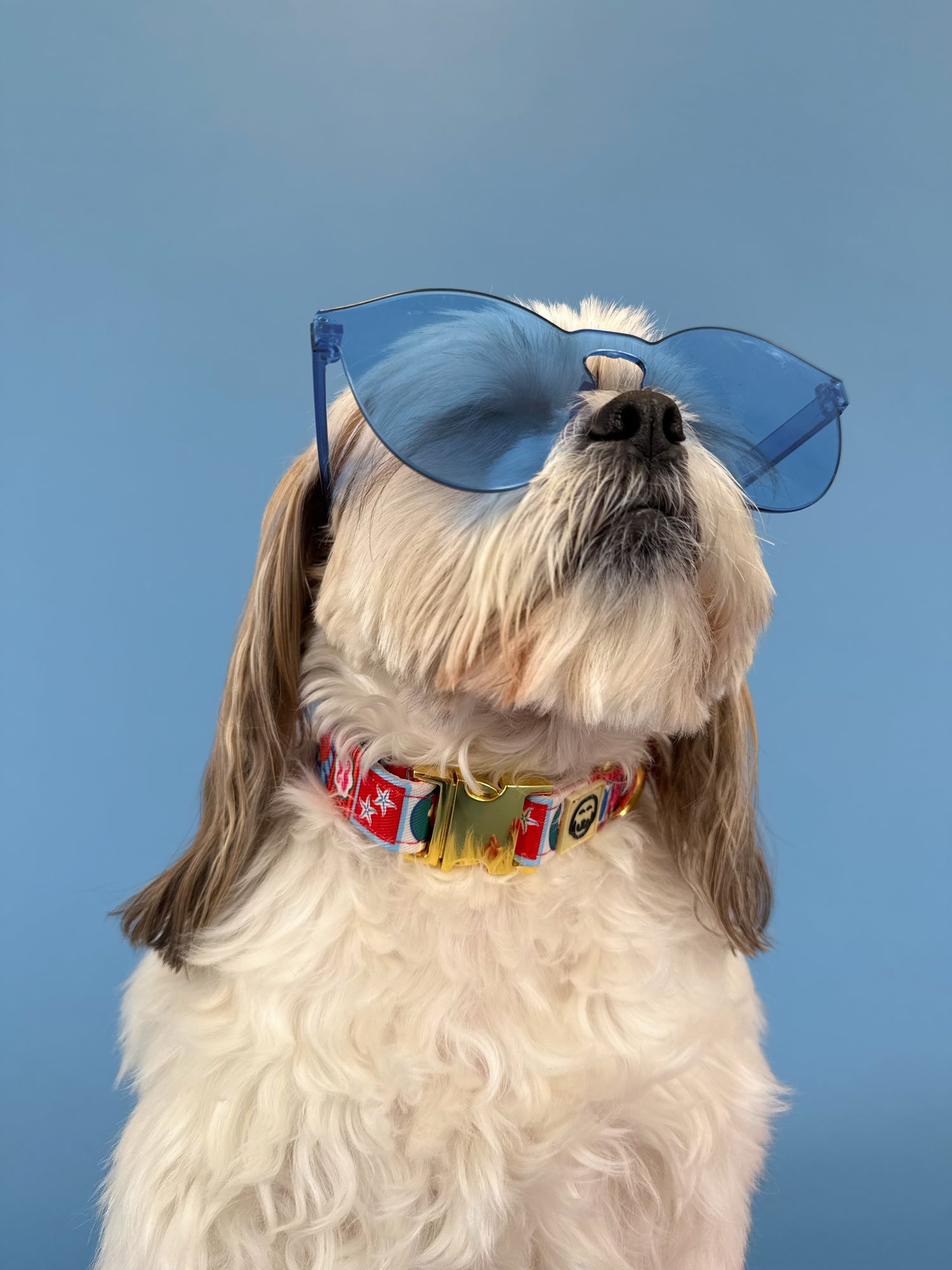 Amalfi - Adjustable Dog Collar