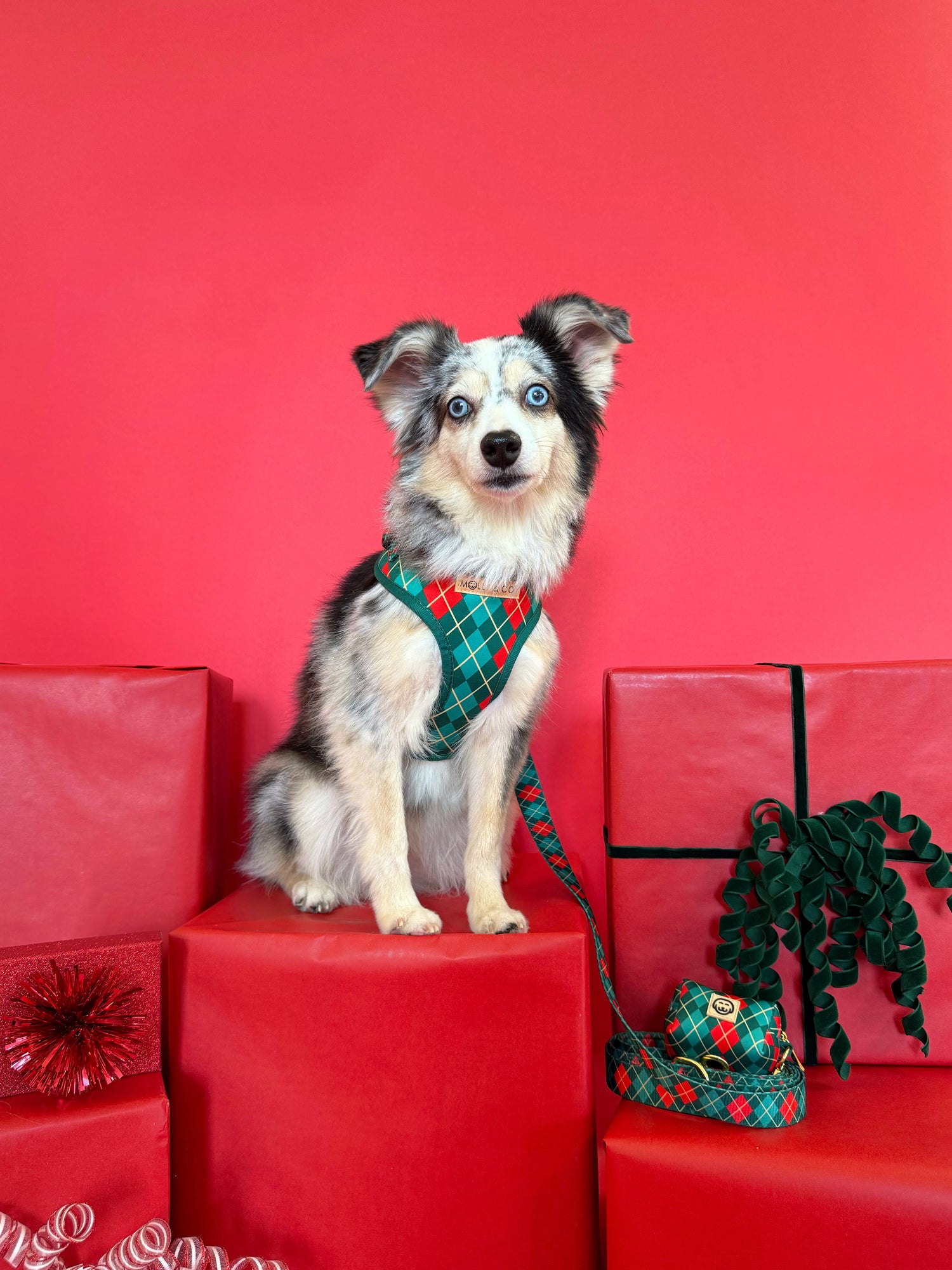 Evergreen Argyle - Adjustable Dog Harness