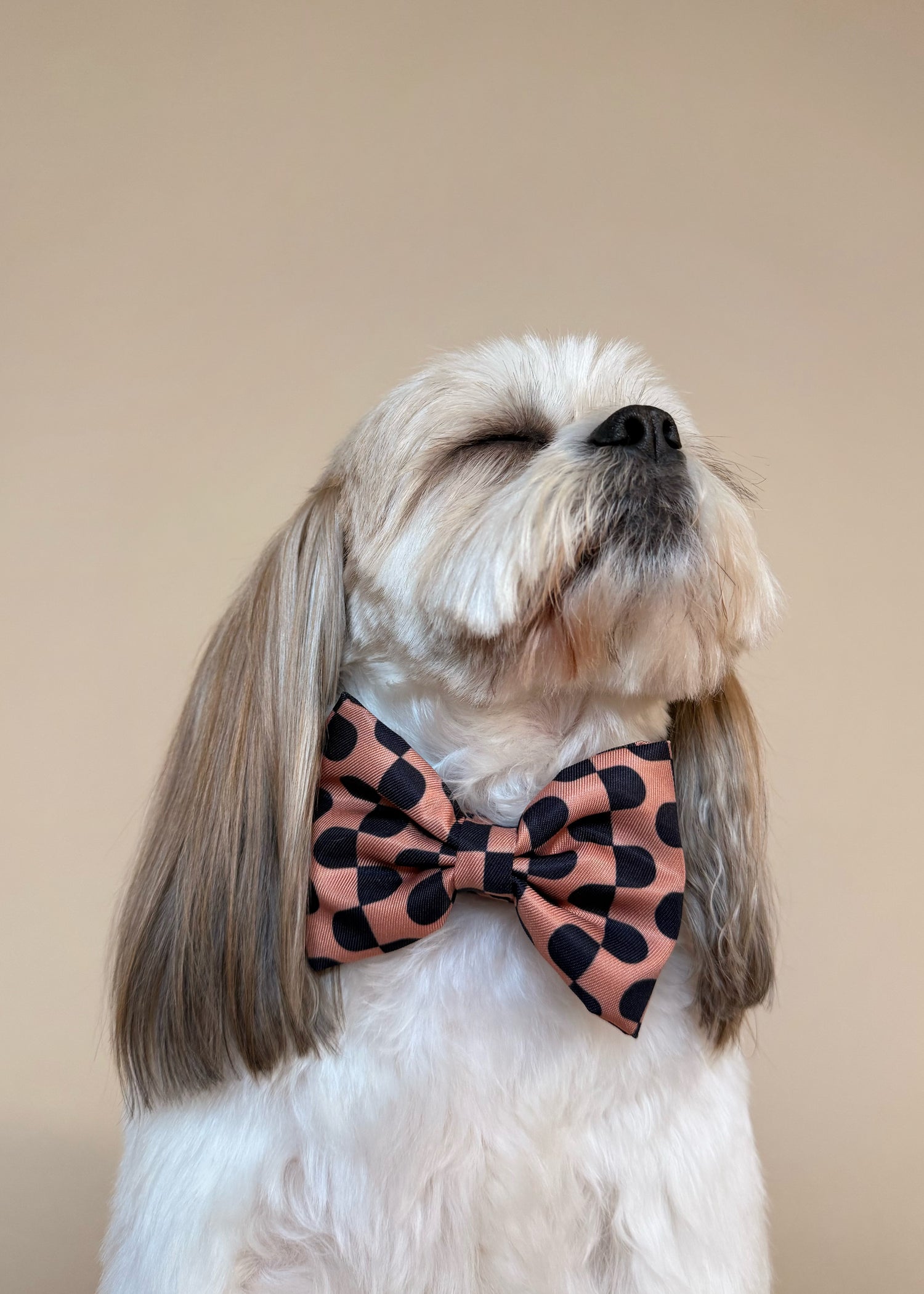 Moonrise - Dog Bowtie