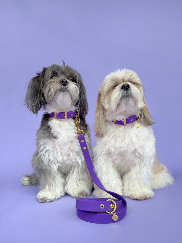 Purple Haze - Splashproof Dog Collar