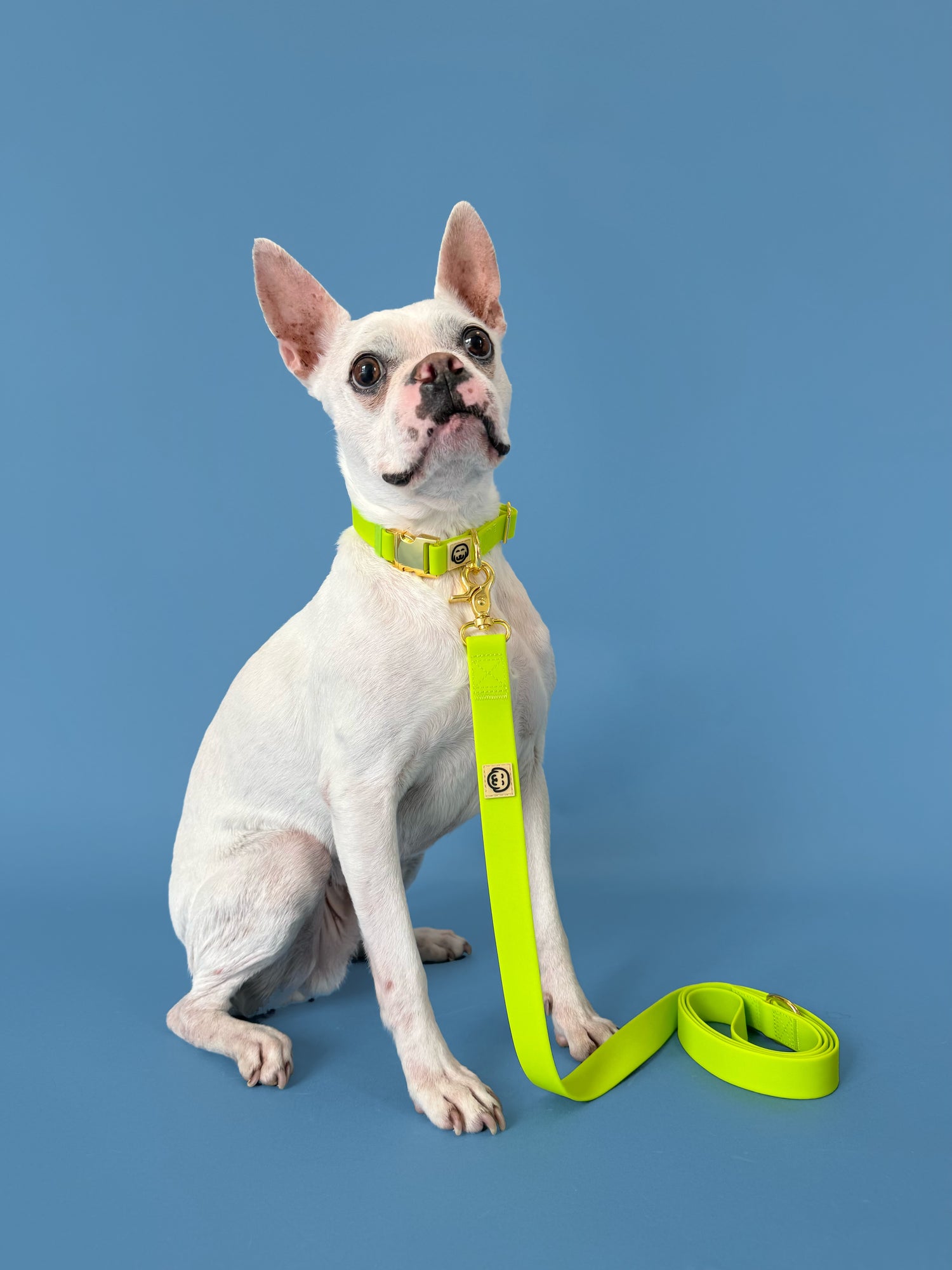 Glowstick - Splashproof Dog Leash
