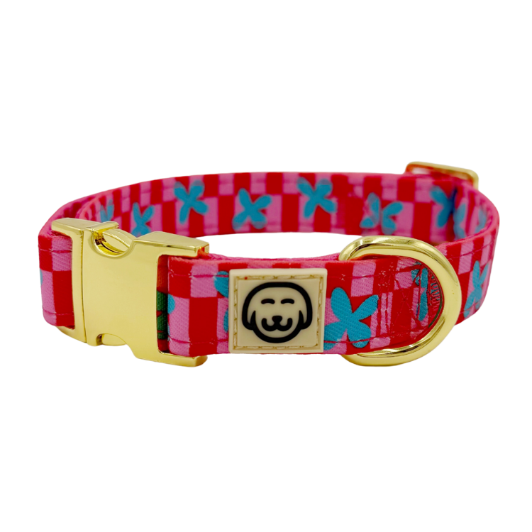 Supernova - Dog Collar