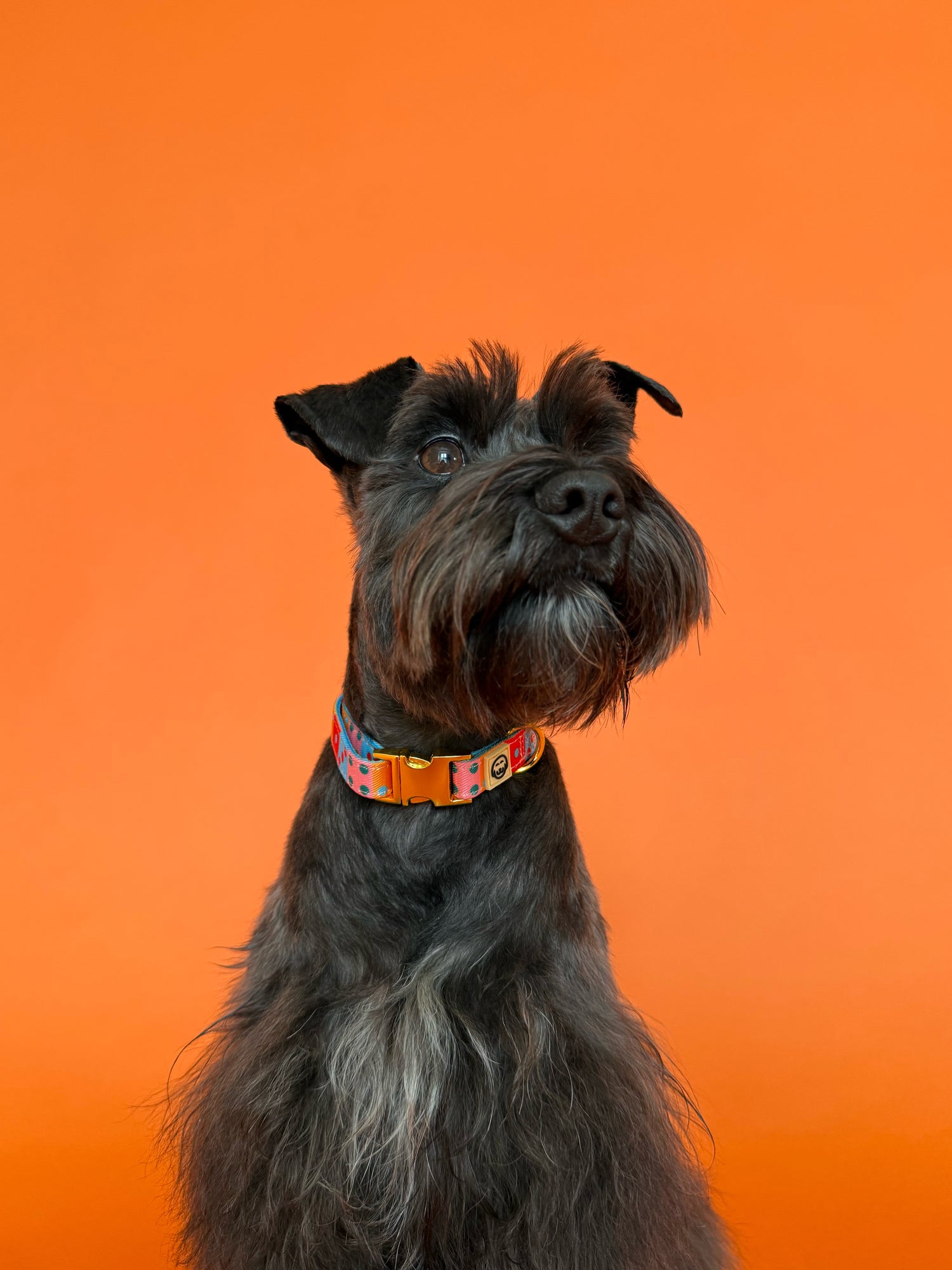 Doble Seis - Dog Collar