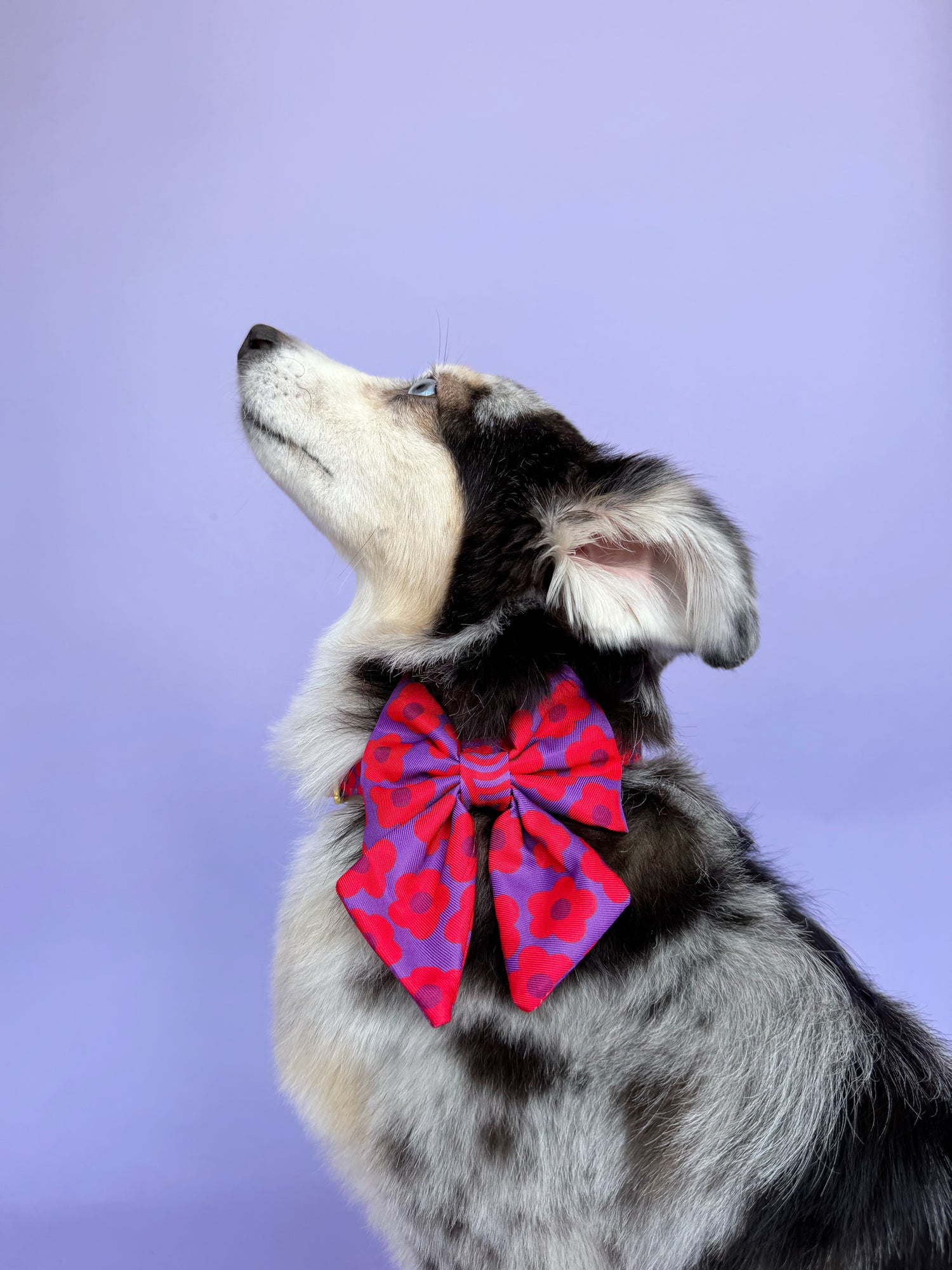 Mon Chéri - Dog Sailor Bowtie