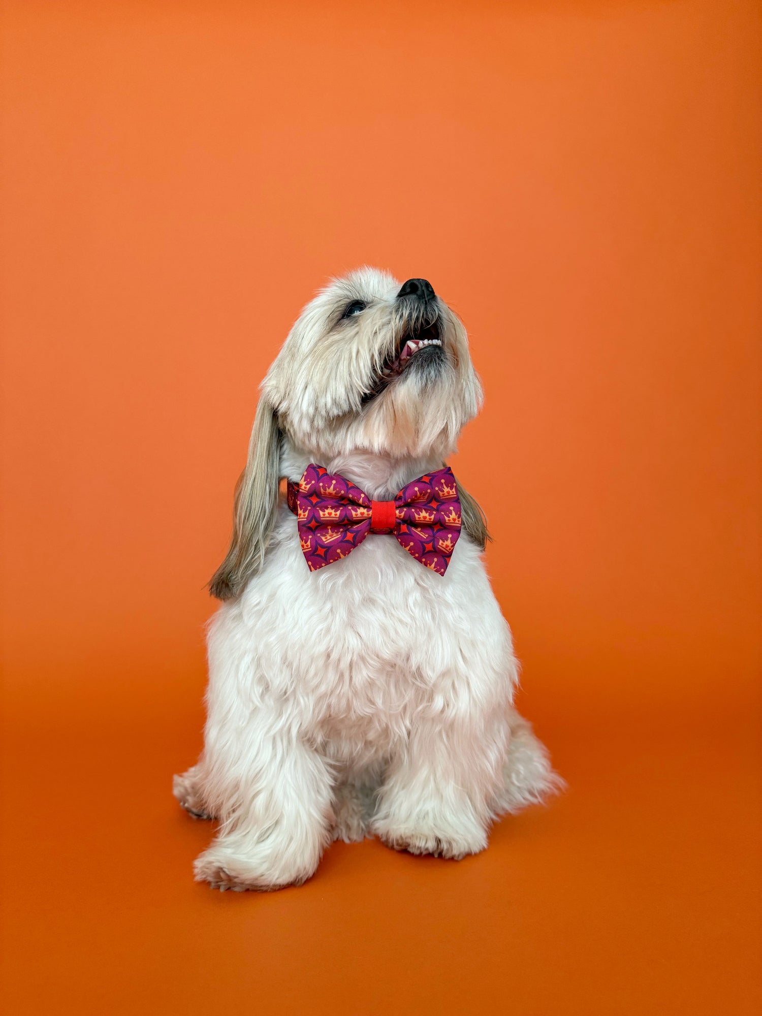 Royal Queen - Dog Bowtie