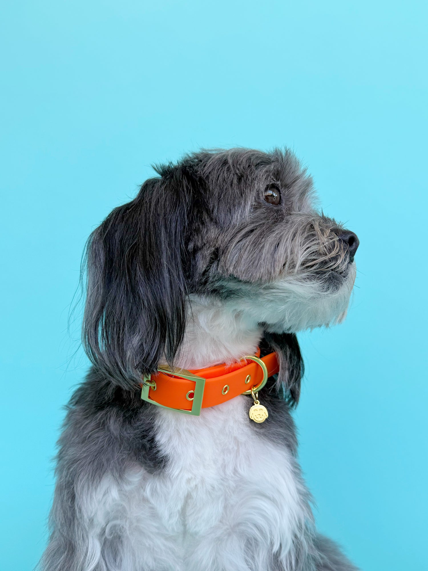 Sunburst - Splashproof Dog Collar