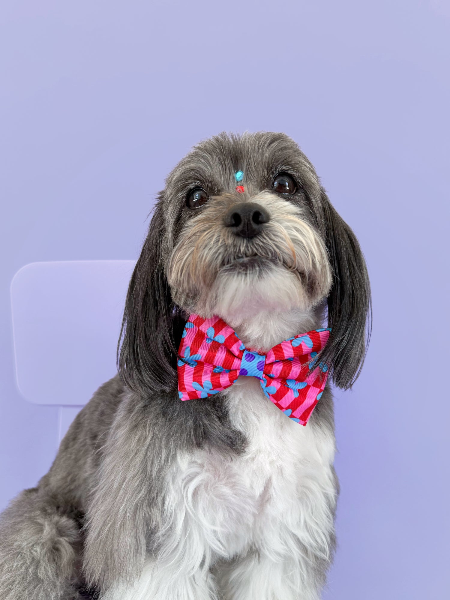 Supernova - Dog Bowtie