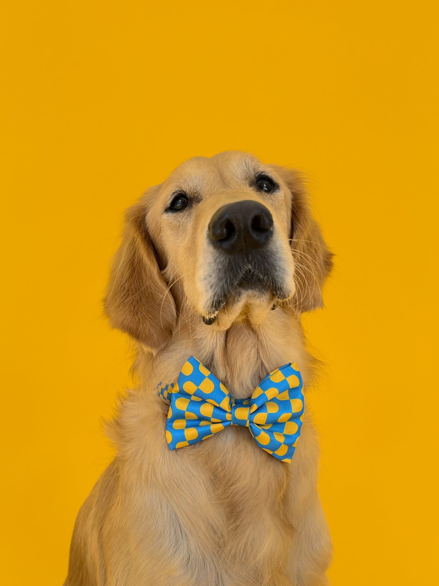 Sunrise - Dog Bowtie