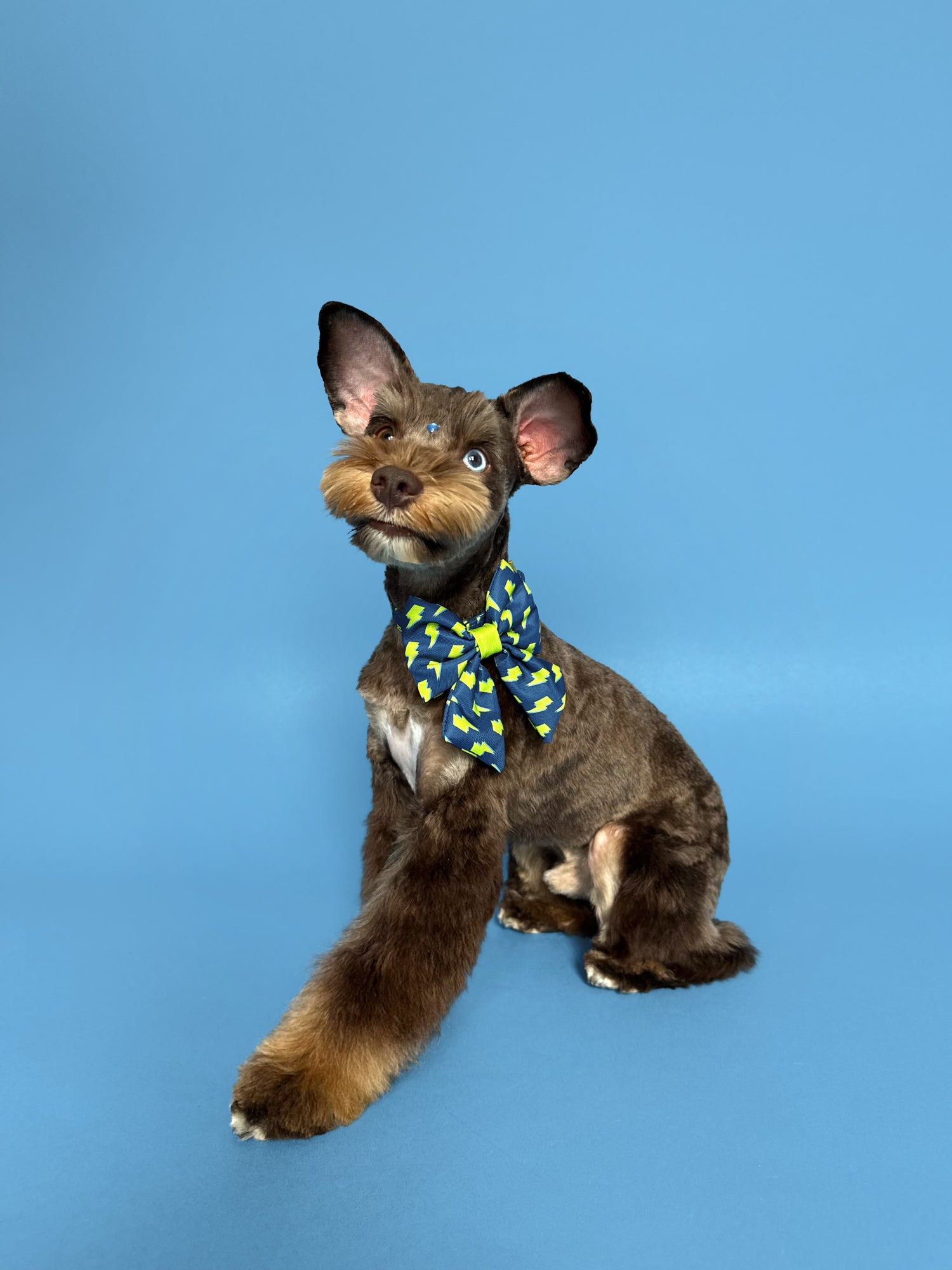 Bolt - Dog Sailor Bowtie