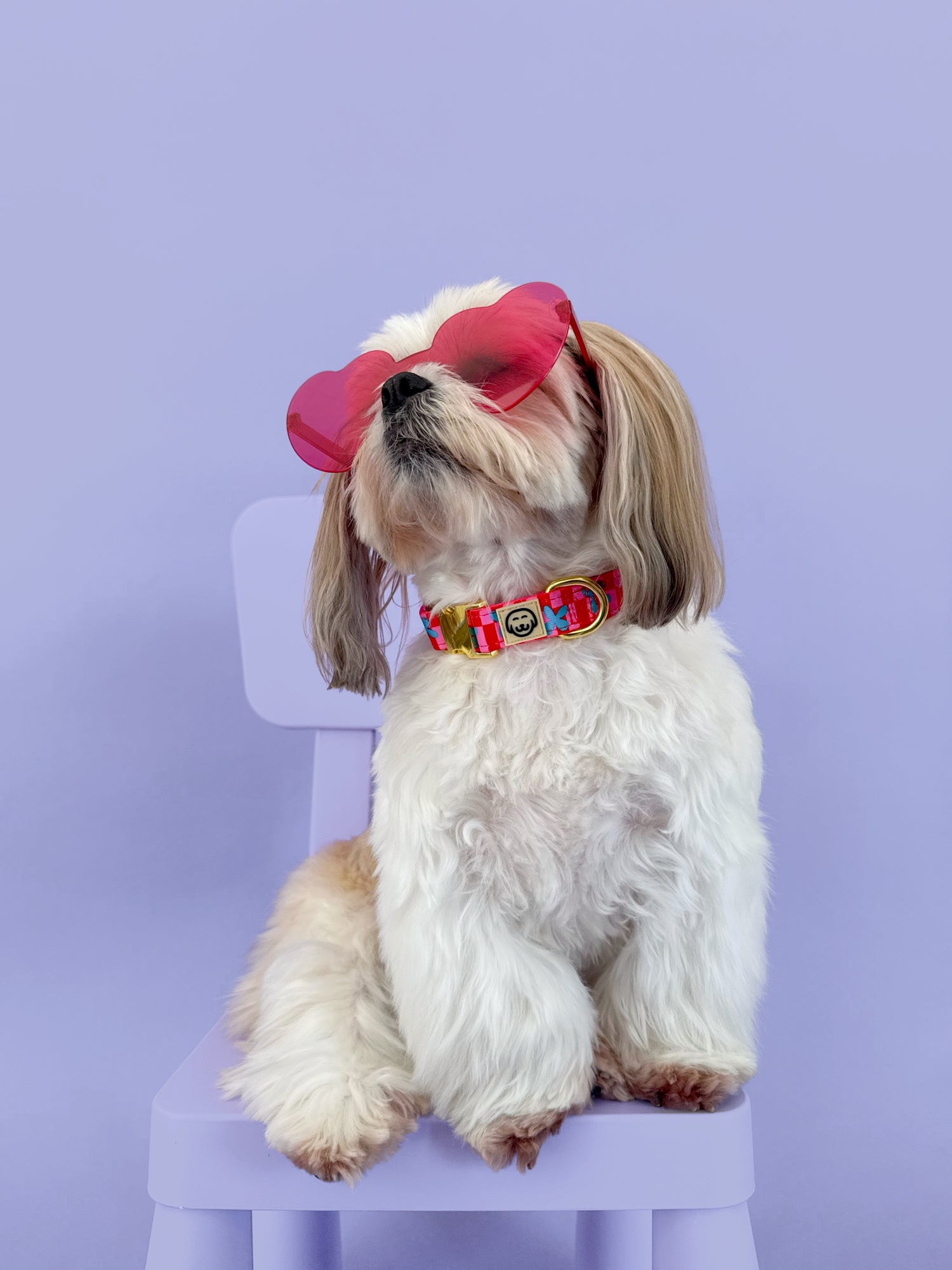 Supernova - Dog Collar