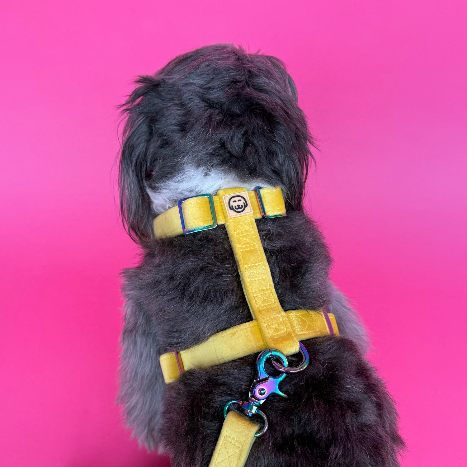 Sunshine Velvet - Adjustable Strap Dog Harness