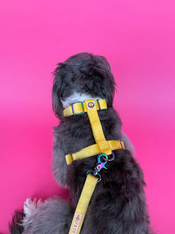 Sunshine Velvet - Adjustable Strap Dog Harness