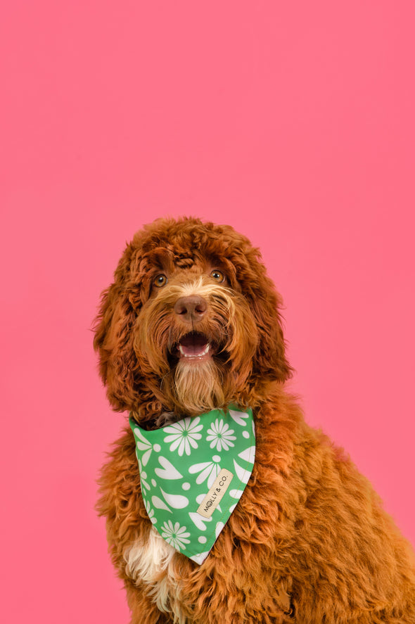 Petals - Reversible Dog Bandana