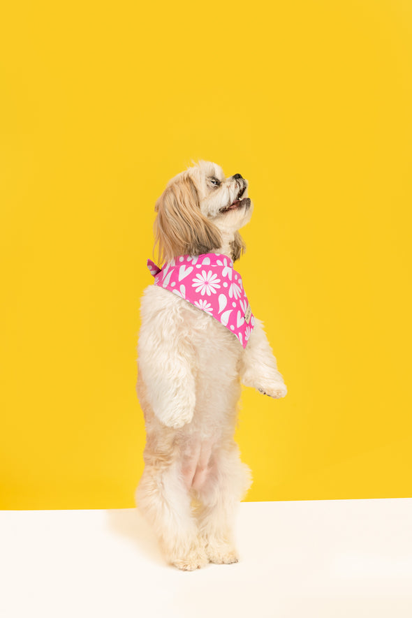 Petals - Reversible Dog Bandana