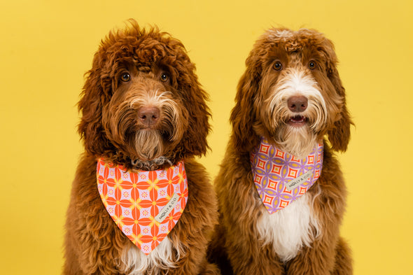 The Gem - Reversible Dog Bandana