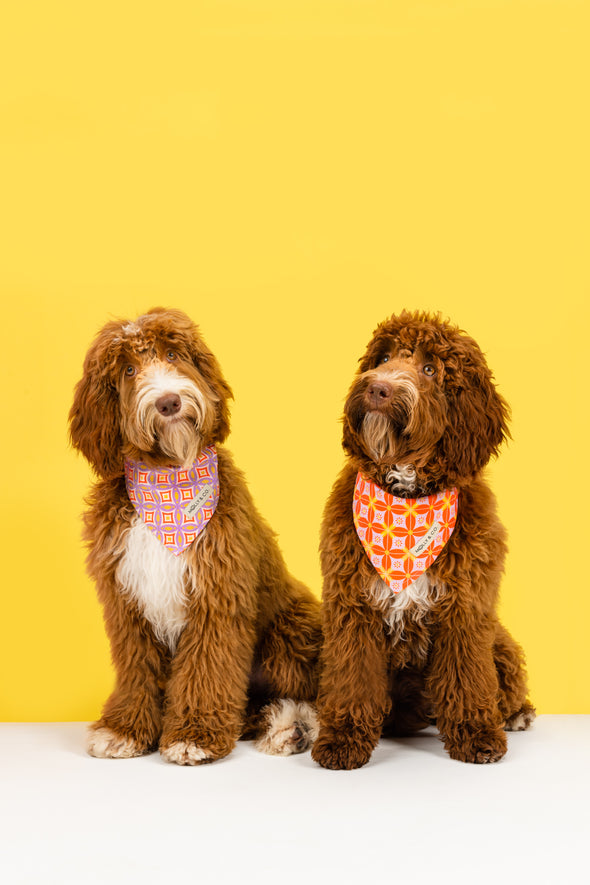 The Gem - Reversible Dog Bandana