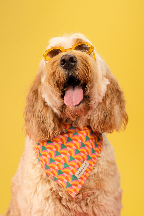 Shine Bright - Reversible Dog Bandana