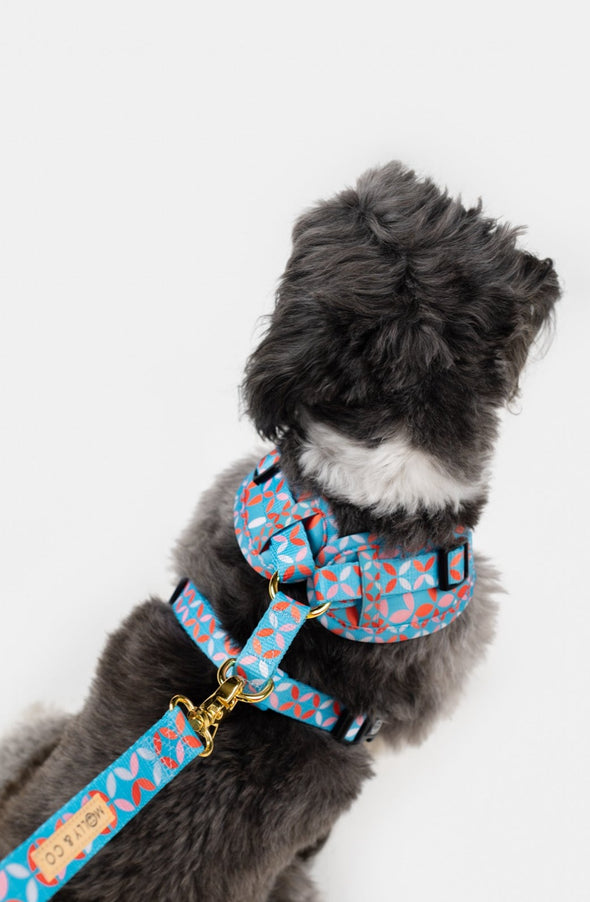 Santorini - Adjustable Dog Harness - FINAL SALE