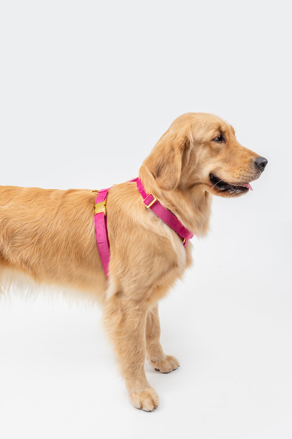 Rose Velvet - Adjustable Strap Dog Harness