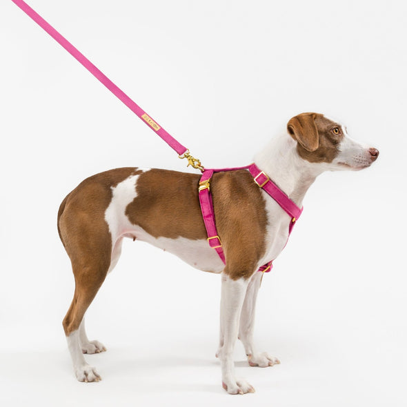 Rose Velvet - Adjustable Strap Dog Harness