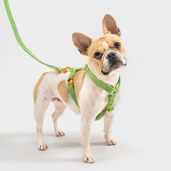 Fern Velvet - Adjustable Strap Dog Harness