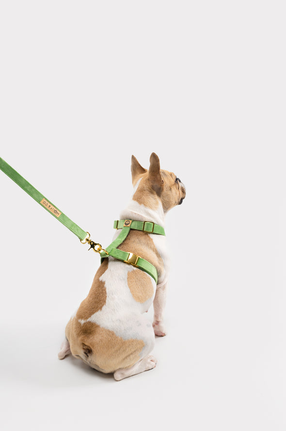 Fern Velvet - Adjustable Strap Dog Harness