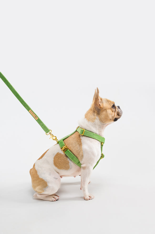 Fern Velvet - Adjustable Strap Dog Harness