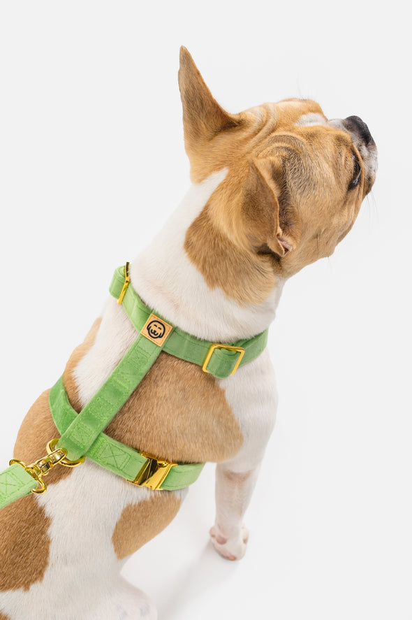 Fern Velvet - Adjustable Strap Dog Harness