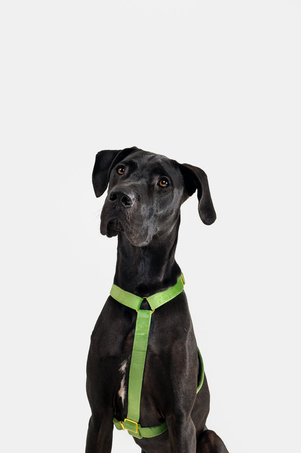 Fern Velvet - Adjustable Strap Dog Harness