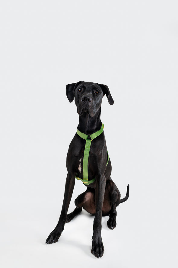 Fern Velvet - Adjustable Strap Dog Harness