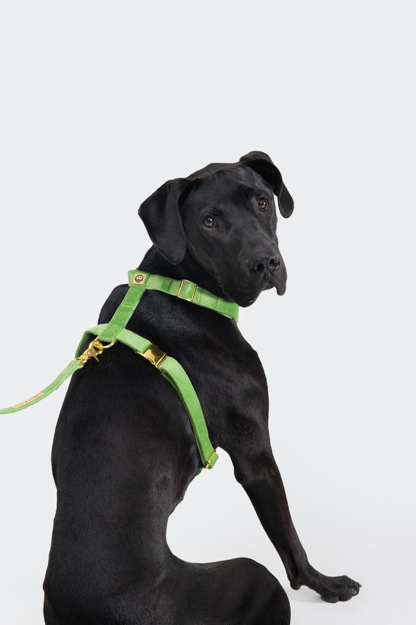 Fern Velvet - Adjustable Strap Dog Harness