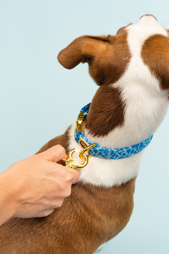 Blue Marina - Dog Collar - FINAL SALE