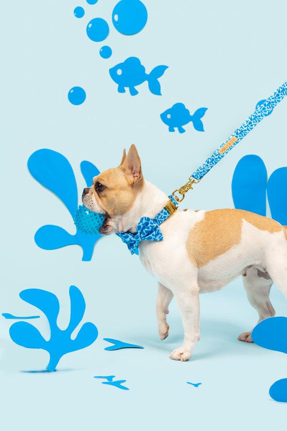 Blue Marina - Dog Bowtie