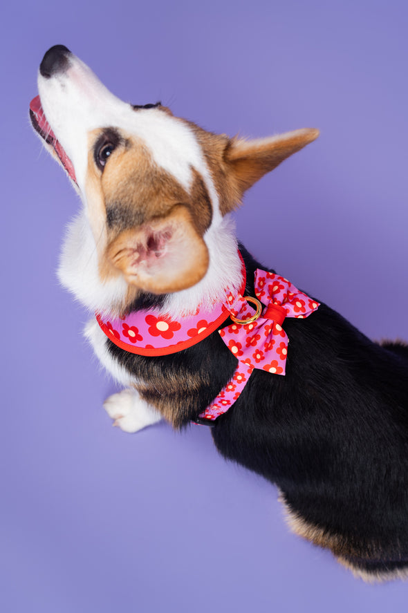 Wildflower - Dog Bowtie