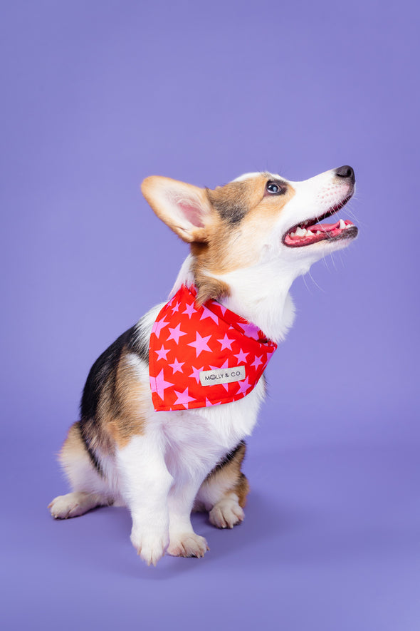 Wildflower - Reversible Dog Bandana